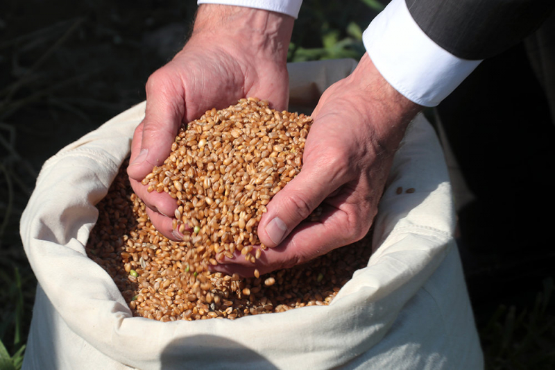 Плавающая пошлина на зерно будет впервые установлена с 1 июня