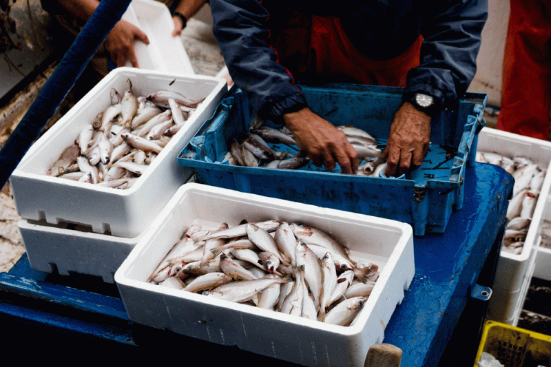Росрыболовство планирует разрешить "социальное рыболовство"