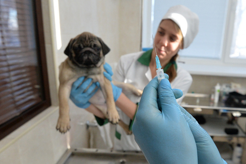 В России стартовала вакцинация животных от COVID-19