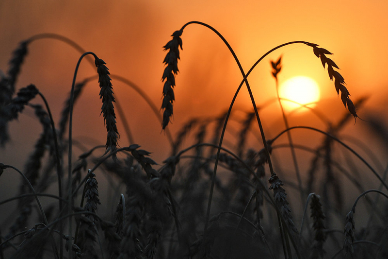 Экспортная пошлина на пшеницу в РФ приблизилась к 80 долларам за тонну
